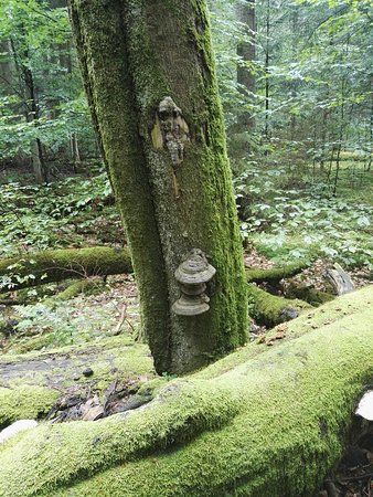 Rezerwat Bukowa Góra